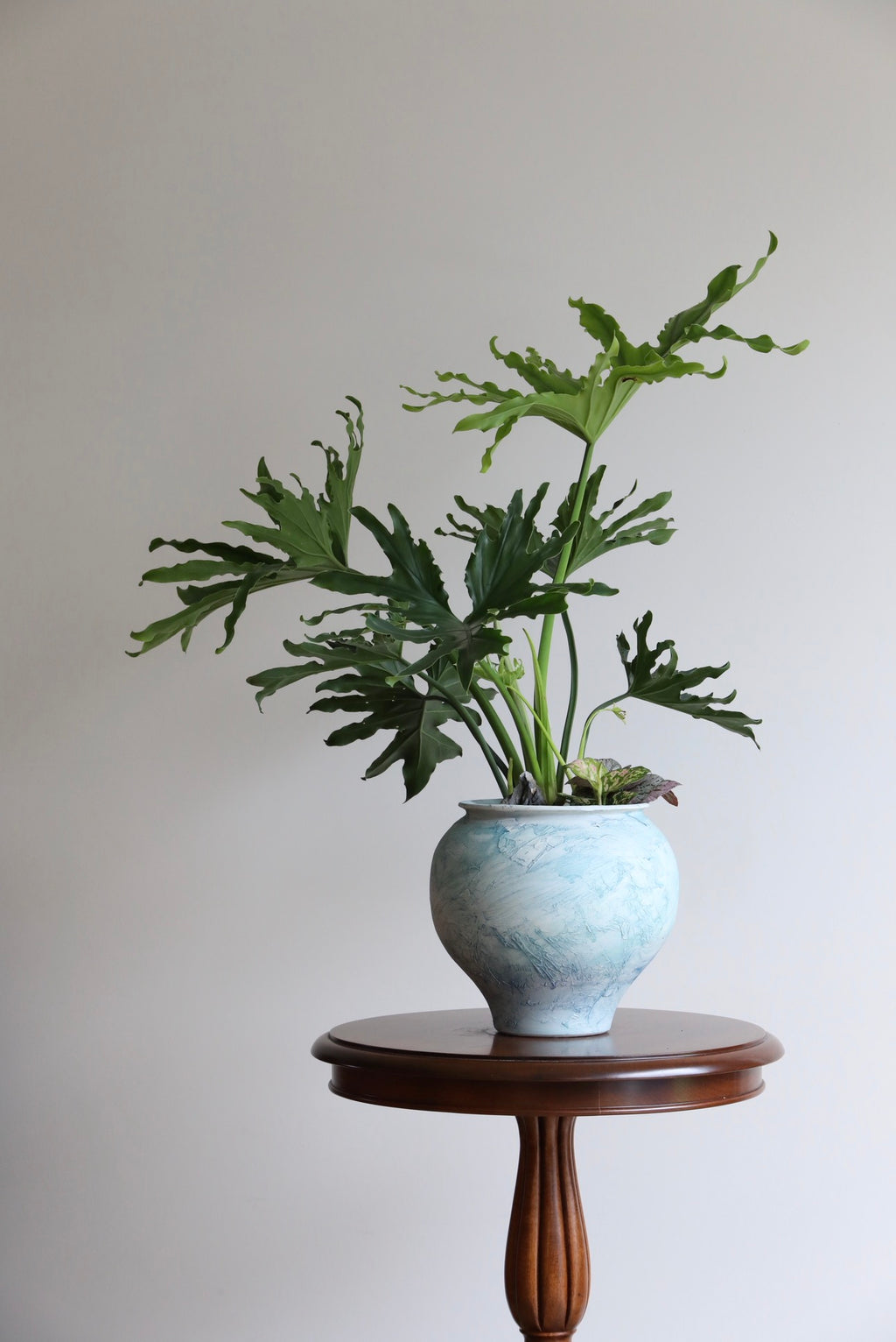 Blue Gum — Philodendron Selloum Planter  |  78cm x 78cm
