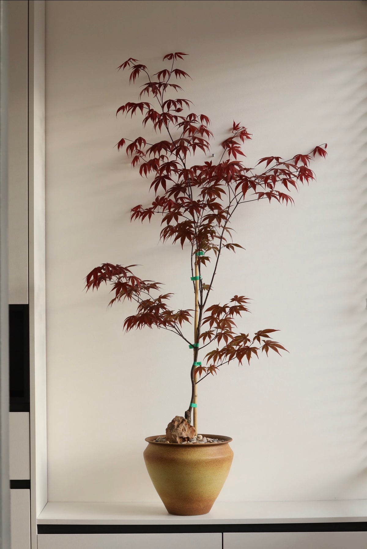 Maple Shadow — Japanese Maple ‘Bloodgood’ Planter | 136cm x 82cm