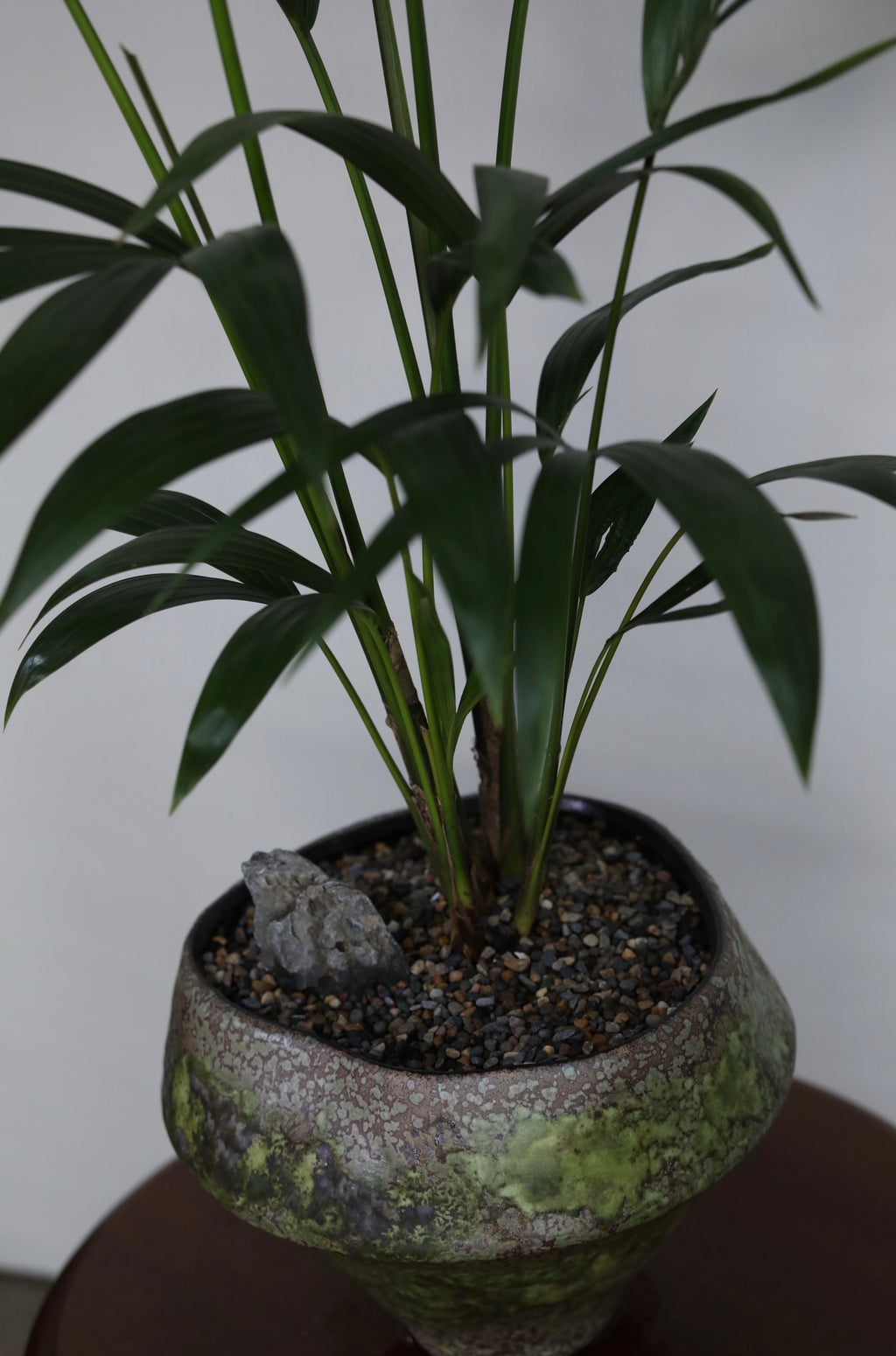 Verdant Calm – Kentia Palm Planter – 110cm × 82cm
