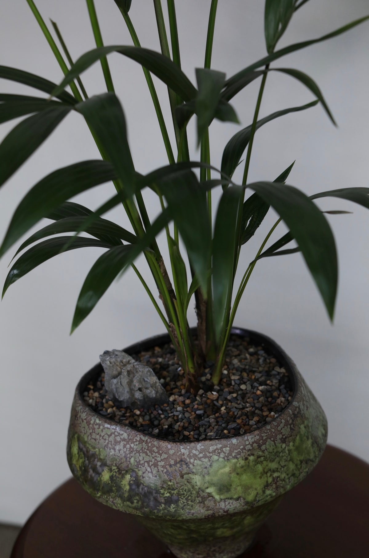 Verdant Calm – Kentia Palm Planter – 110cm × 82cm