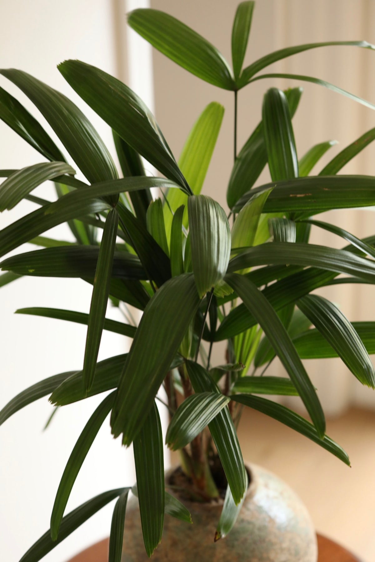 Jade Haven — Rhapis (Lady Palm) Planter | 68cm x 60cm