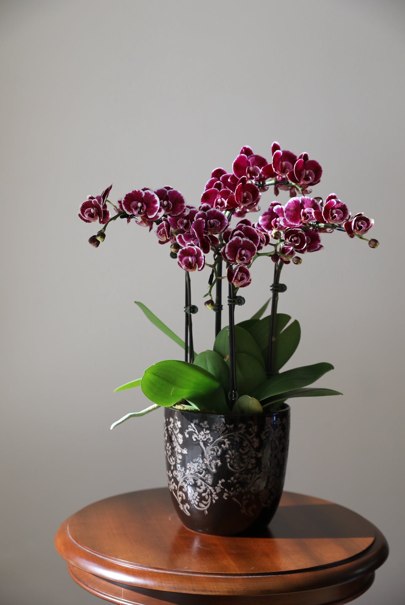 Phalaenopsis Orchid Arrangement - 4T