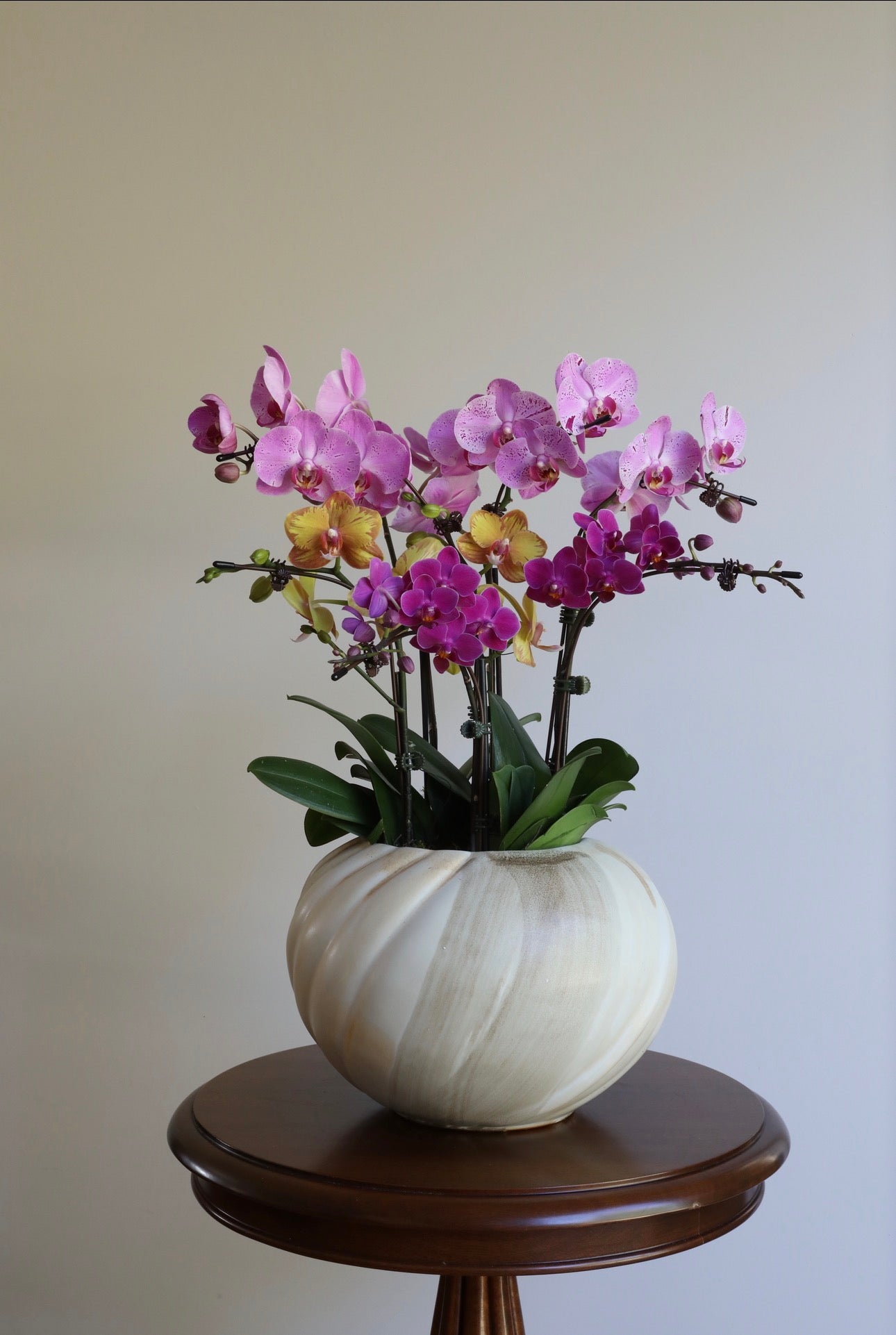 Phalaenopsis Orchid Arrangement - 5T
