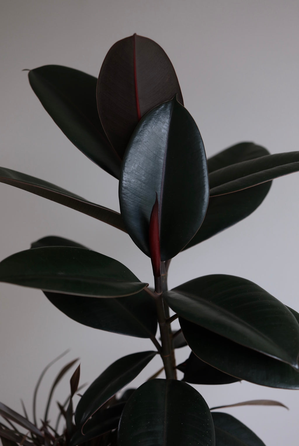 Midnight Zen – Burgundy Rubber Plant Arrangement | 66cm × 36cm