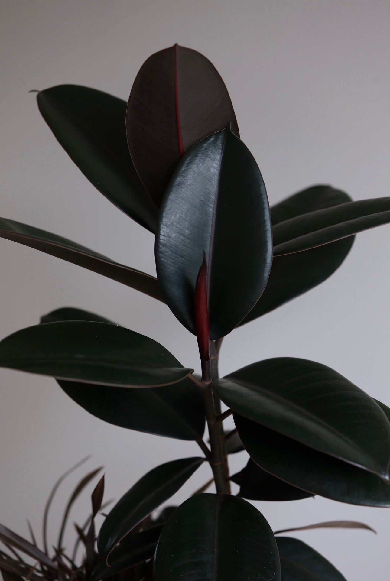 Midnight Zen – Burgundy Rubber Plant Arrangement | 66cm × 36cm
