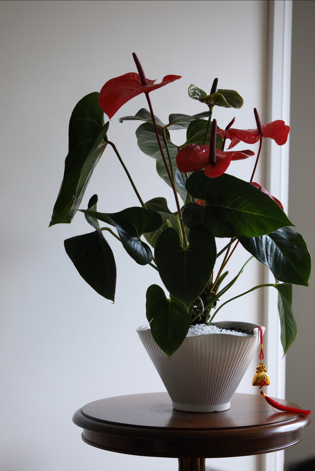 Scarlet Moon – Anthurium Arrangement | 66cm × 52cm