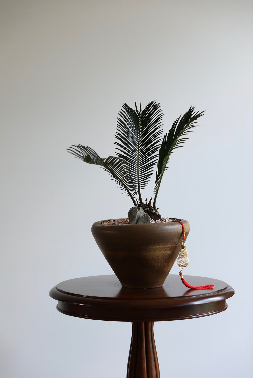 Golden Fortune — Sago Palm Planter | 46cm x 38cm