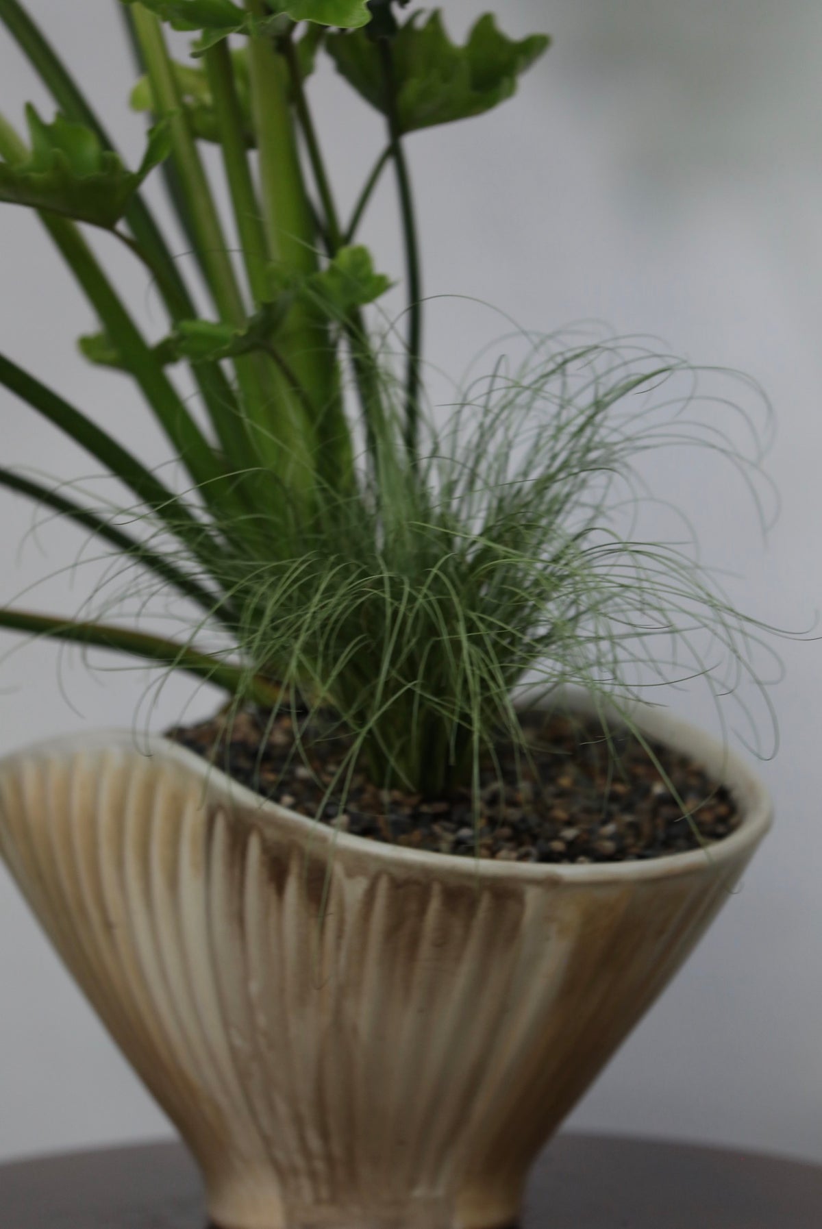 Emerald Waves – Philodendron Hope Planter | 82cm × 80cm