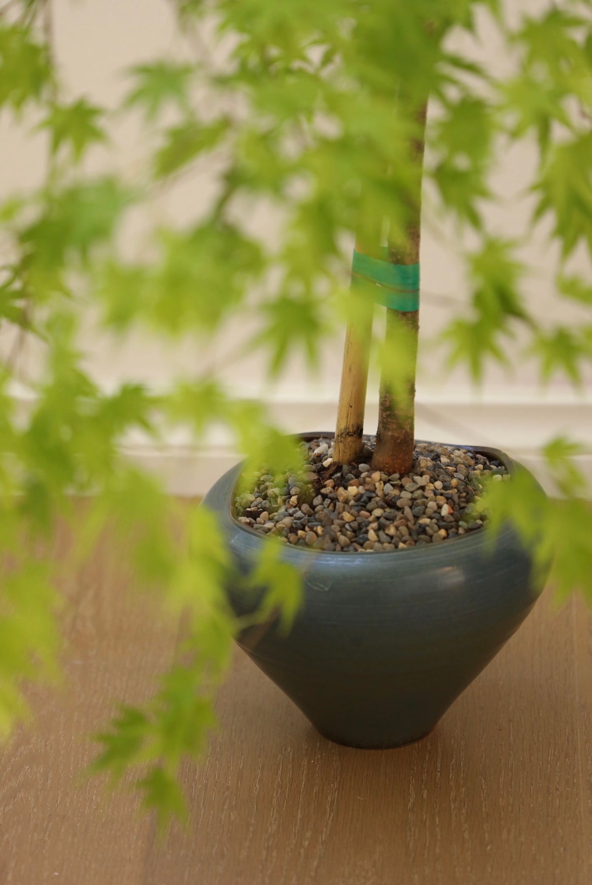 Jade Cascade — Rare Prostrata Japanese Maple Planter | 80cm x 72cm x 98cm