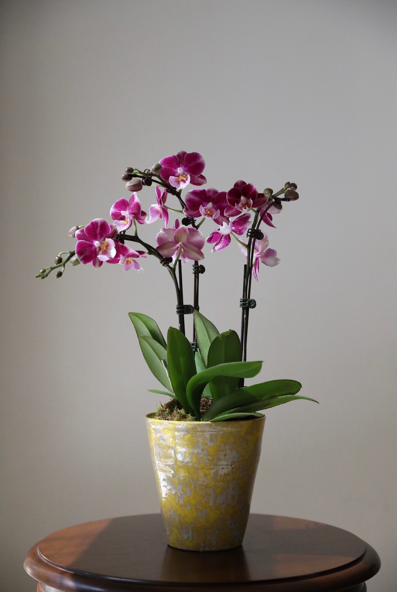 Phalaenopsis Orchid Arrangement - 3T
