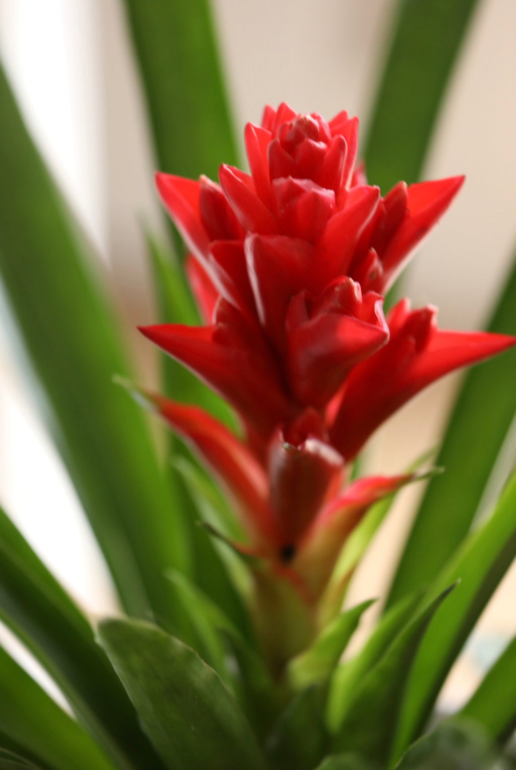 Fortune Bloom – Red Bromeliad Planter | 56cm × 68cm