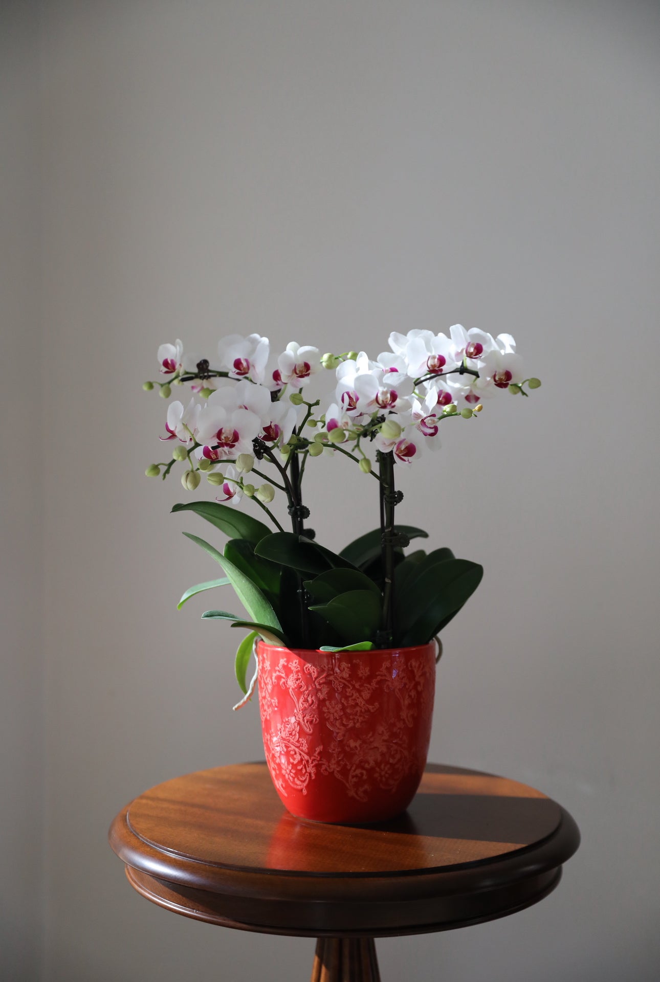 Phalaenopsis Orchid Arrangement - 4T