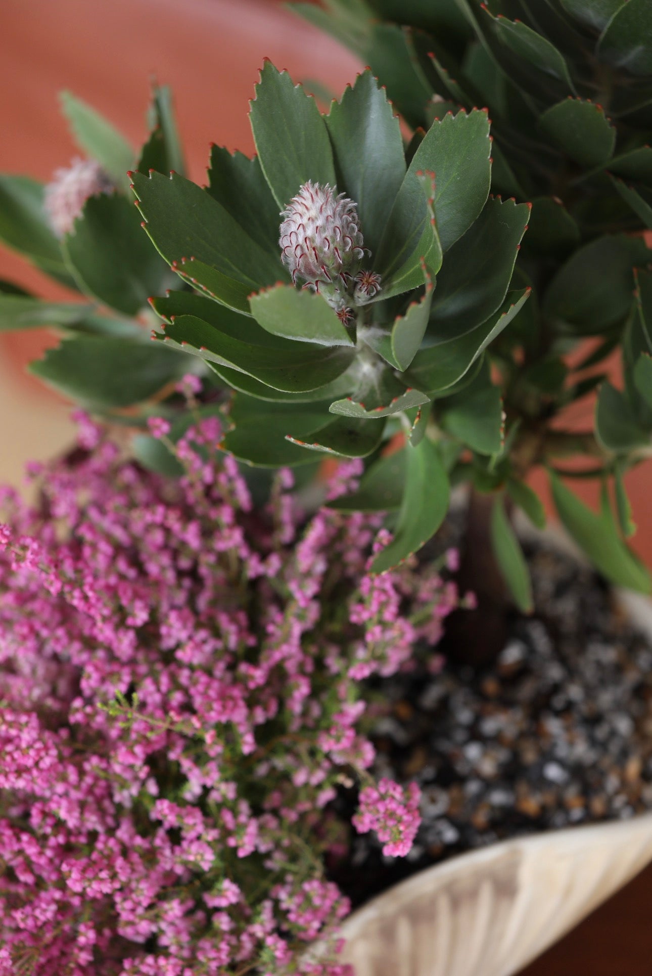 Coastal Wild — Leucospermum & Erica Planter | 50cm × 46cm