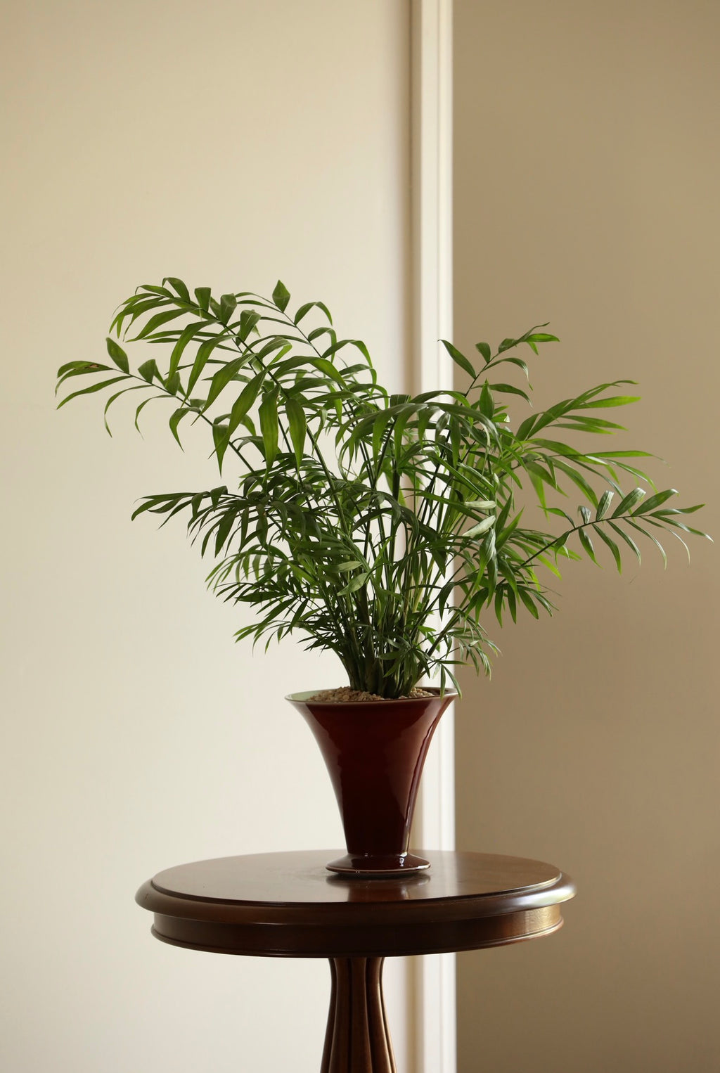 Emerald Harmony — Parlour Palm Planter | 62cm x 66cm