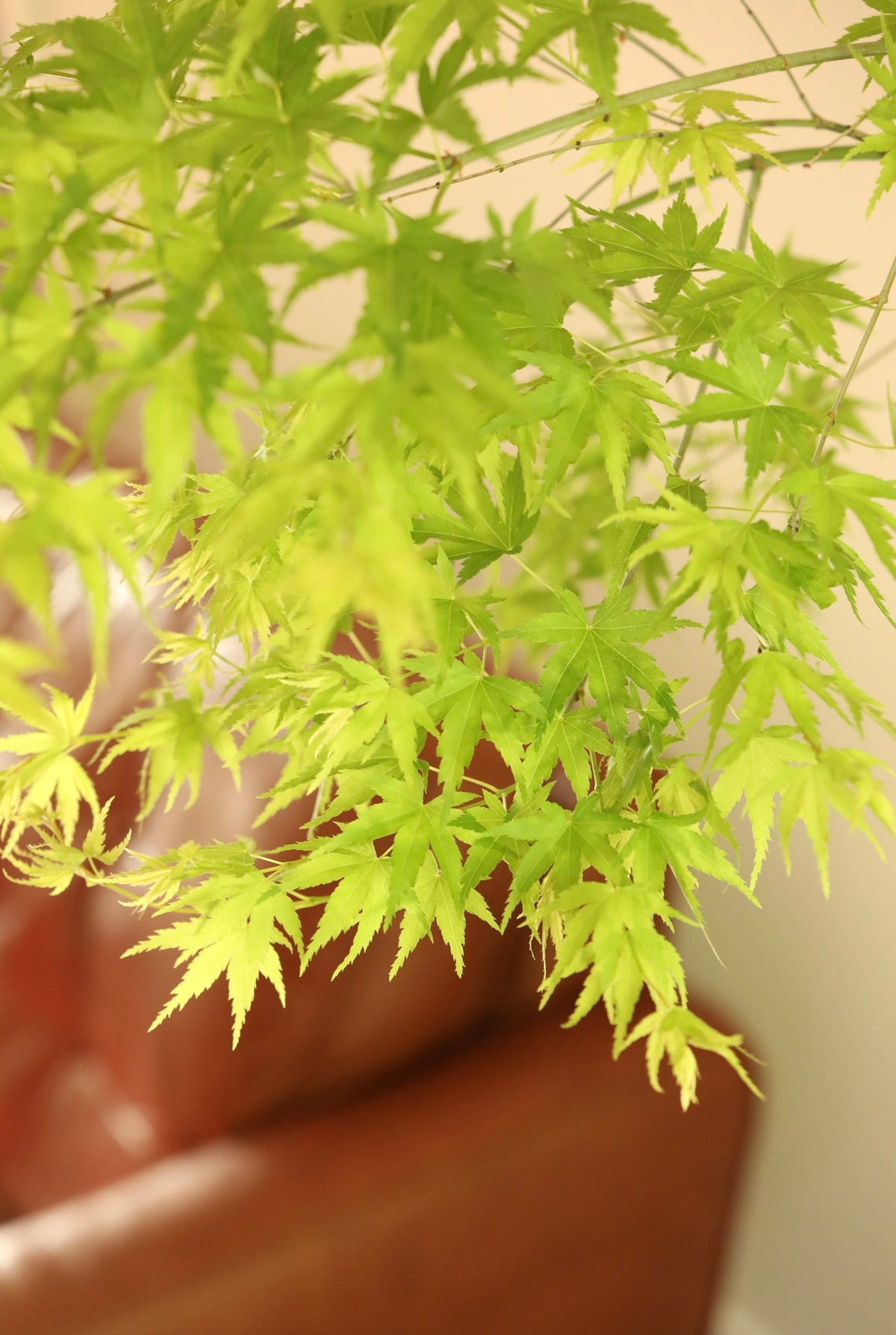 Emerald Canopy — Rare Prostrata Japanese Maple Planter | 100cm x 98cm