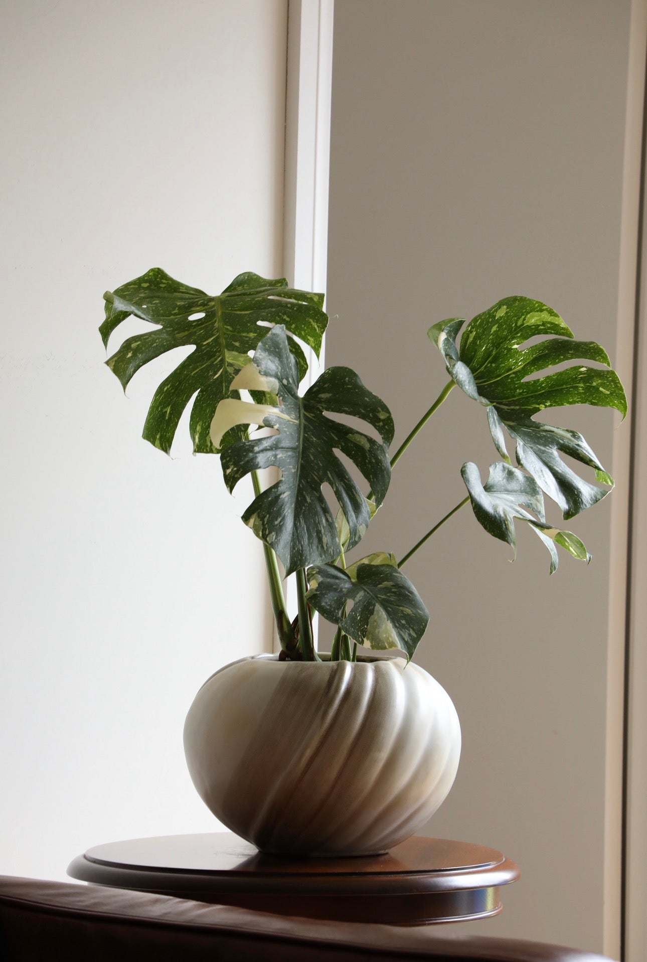 Jade Moon – Thai Constellation Monstera Planter |  60cm × 52cm