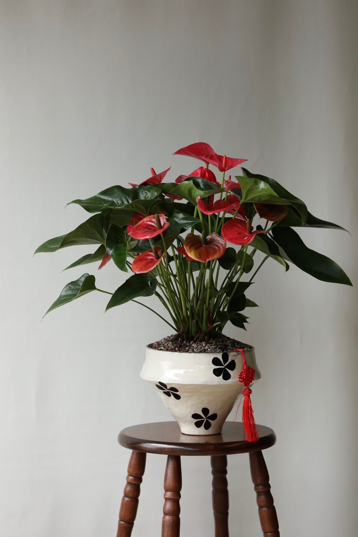 Blushing Fortune – Pink Anthurium | 60cm × 66 cm