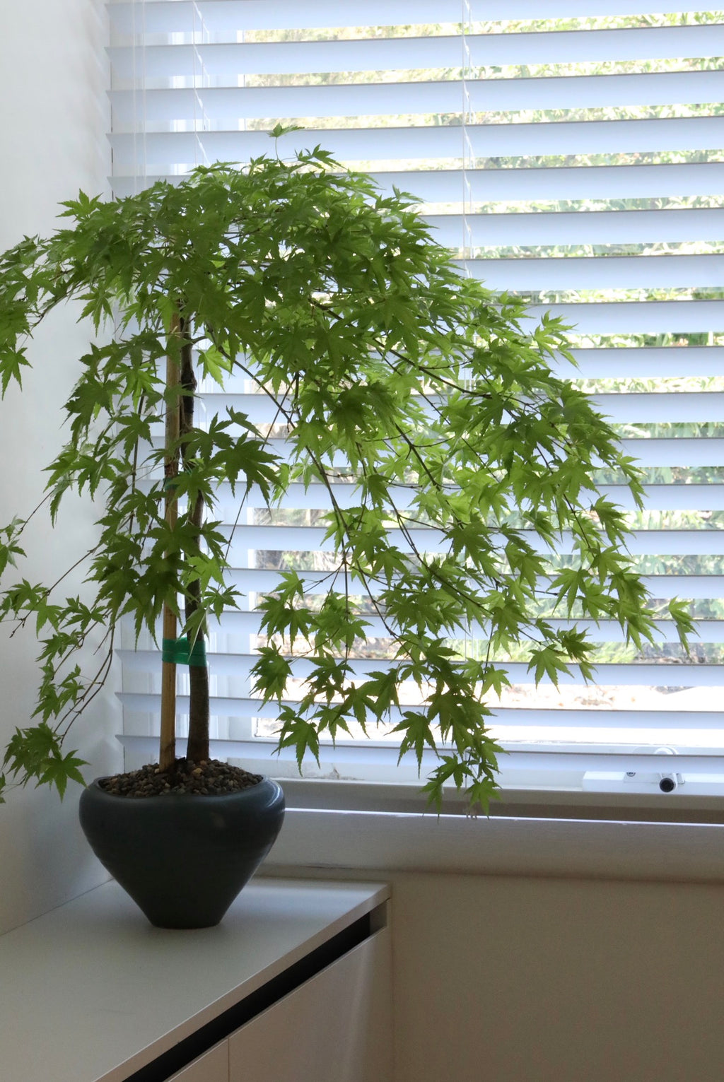 Jade Cascade — Rare Prostrata Japanese Maple Planter | 80cm x 72cm x 98cm