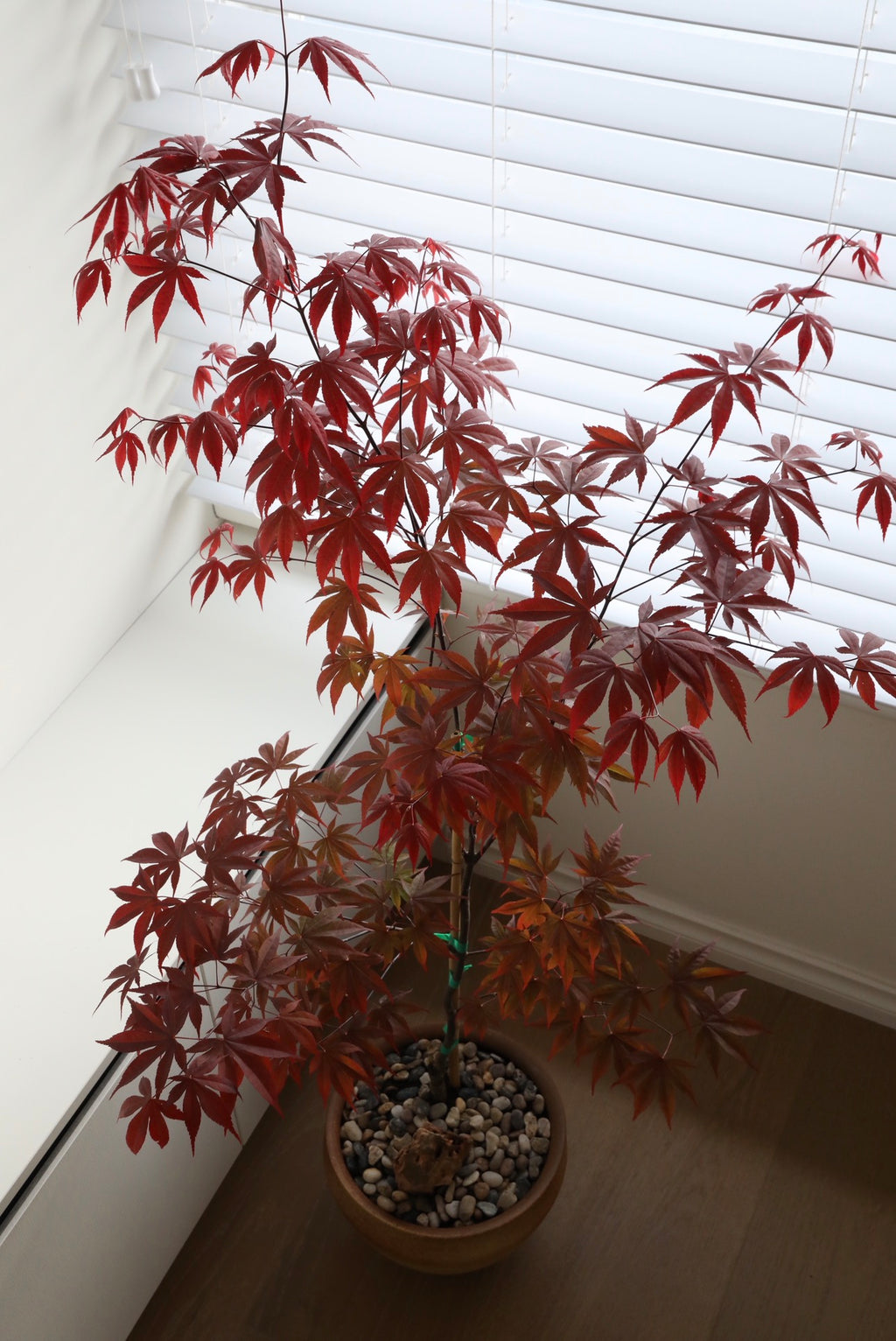 Maple Shadow — Japanese Maple ‘Bloodgood’ Planter | 136cm x 82cm