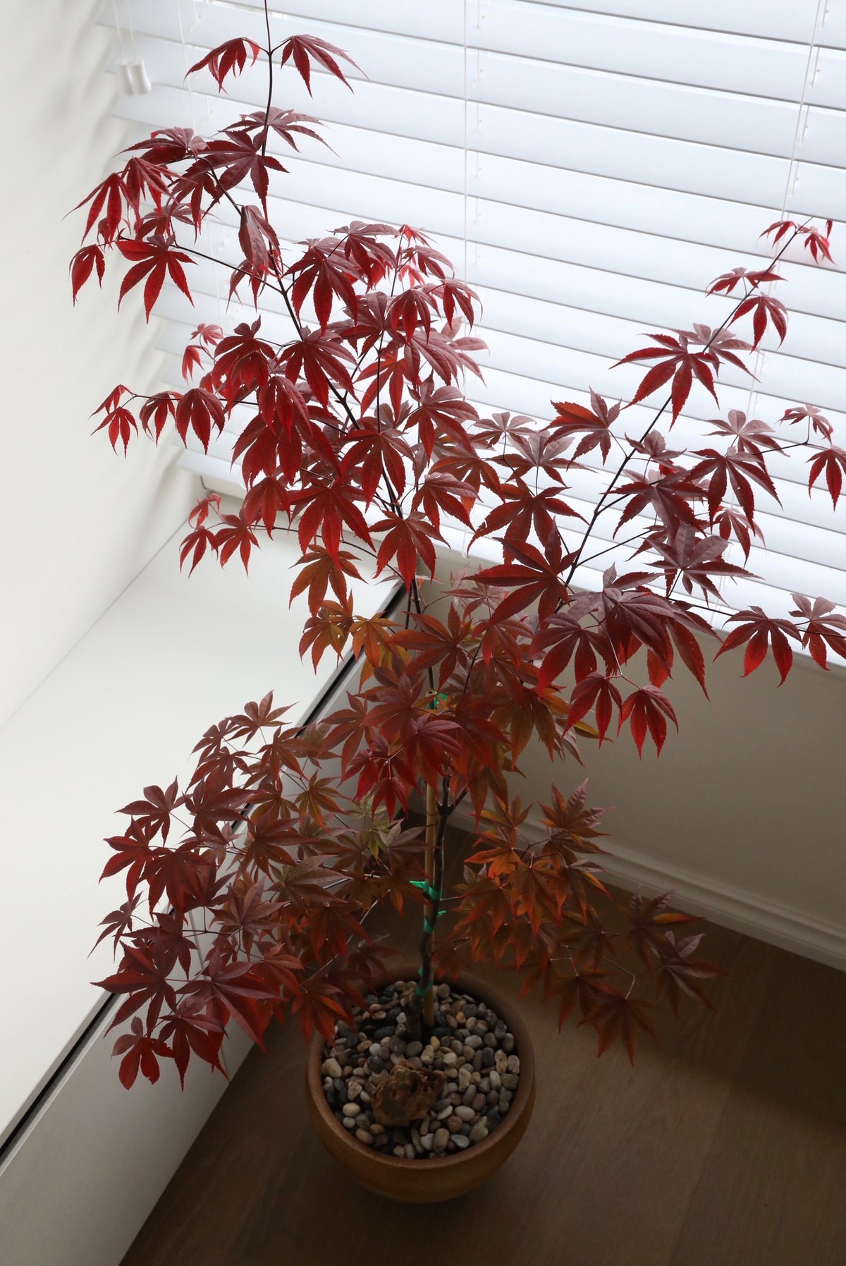 Maple Shadow — Japanese Maple ‘Bloodgood’ Planter | 136cm x 82cm