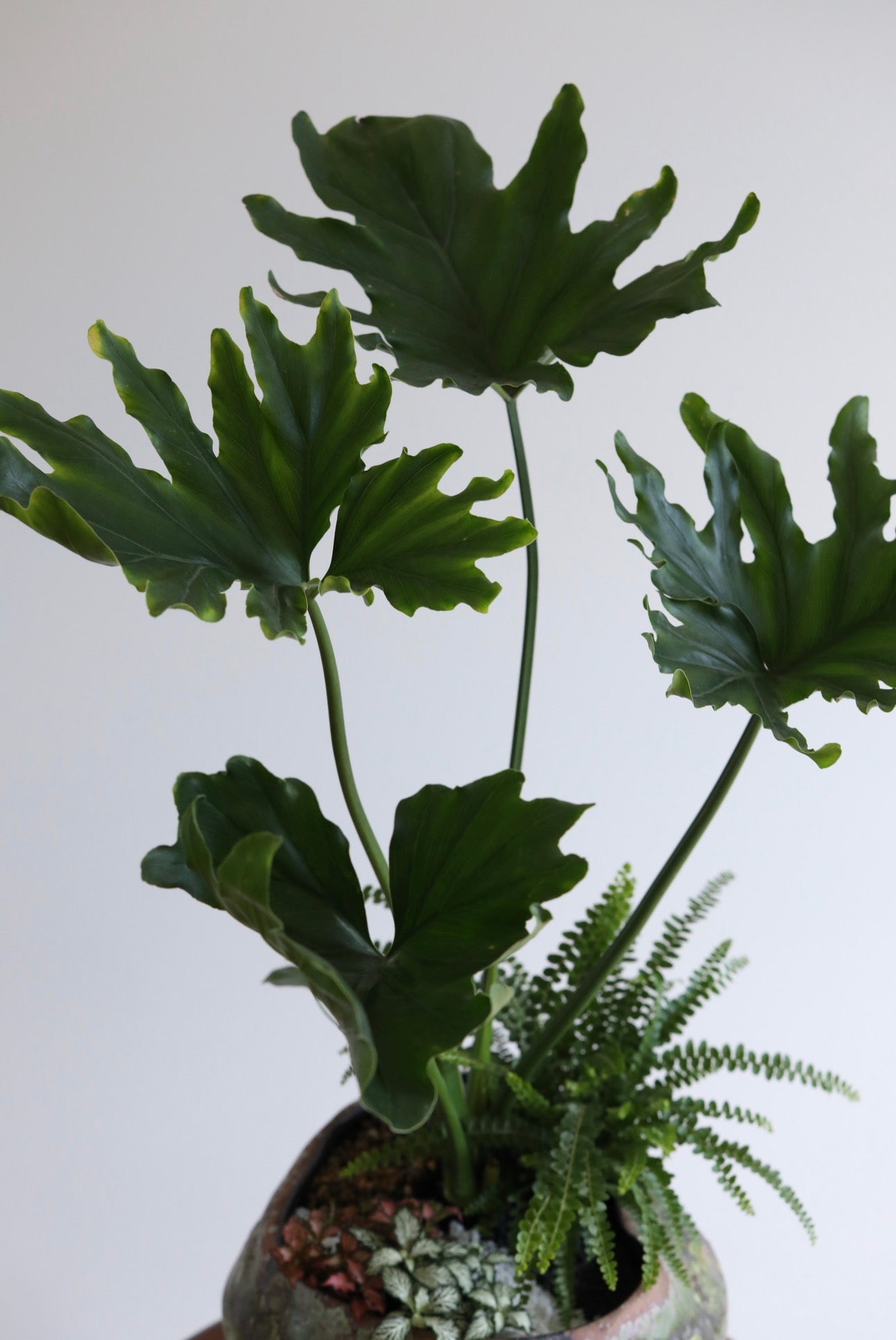 Wild Grove – Philodendron Plant Arrangement | 75cm × 60cm
