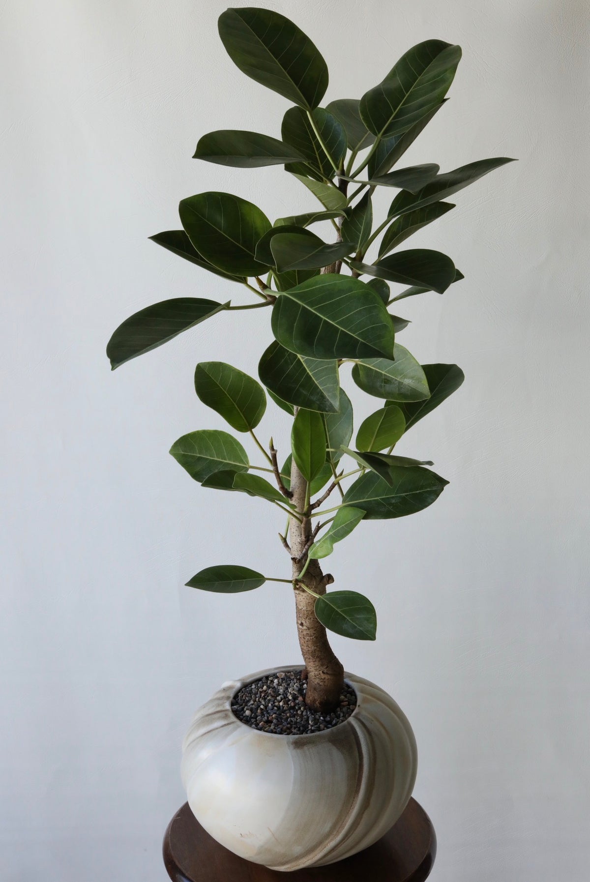Lime Serenity - Ficus Elastica ‘Lime Splice’ | 92cm × 58cm