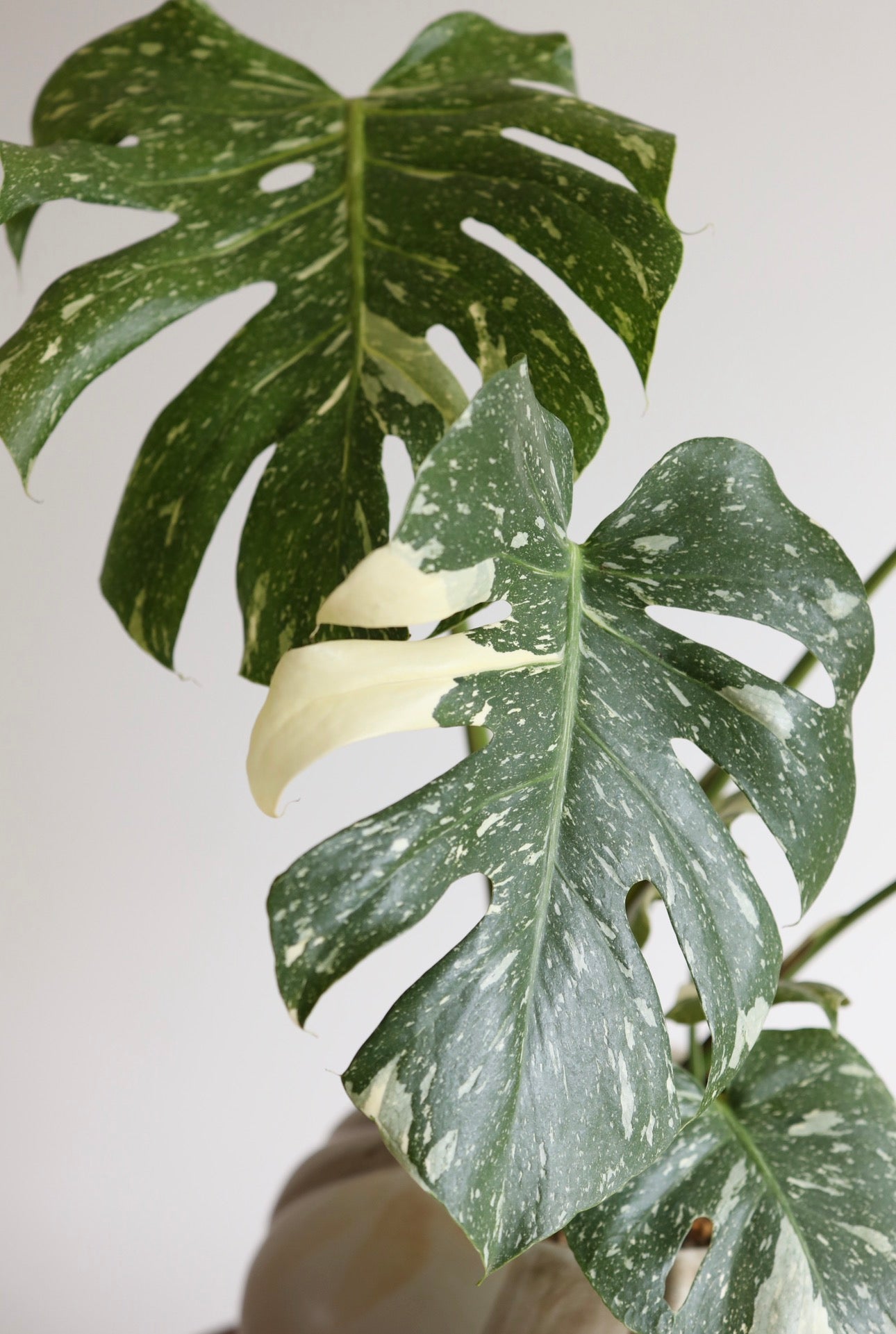 Jade Moon – Thai Constellation Monstera Planter |  60cm × 52cm