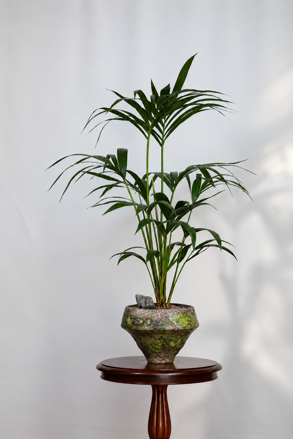 Verdant Calm – Kentia Palm Planter – 110cm × 82cm