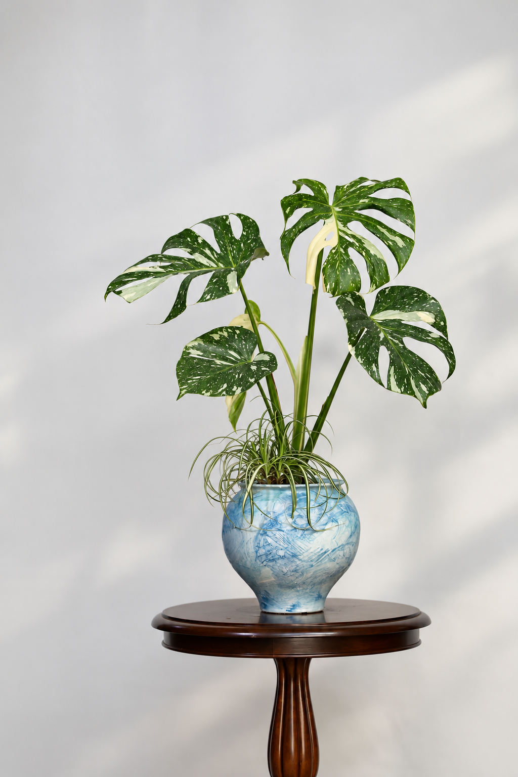 Snowfall – Thai Constellation Monstera | 70cm × 56cm