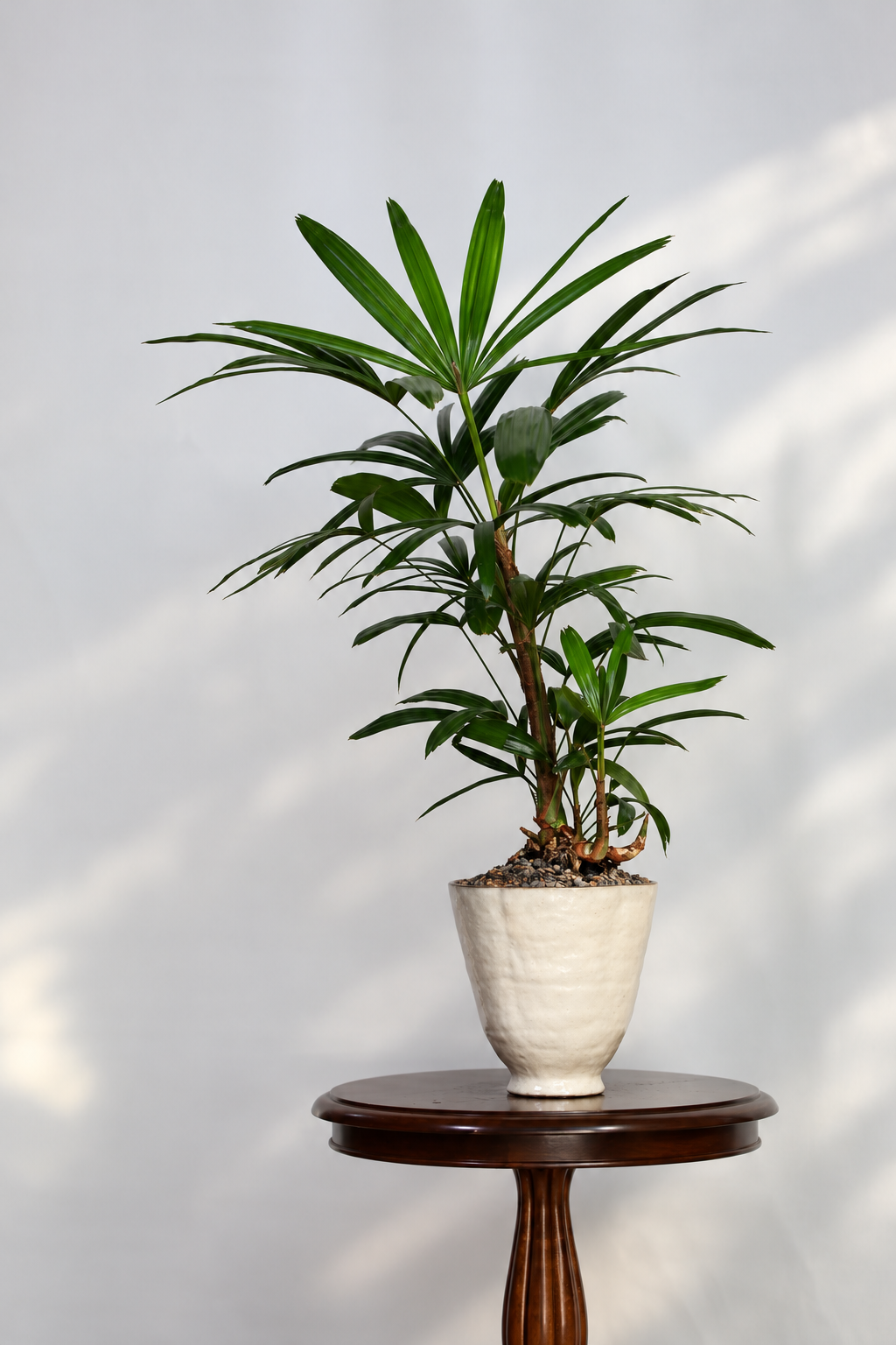 Oriental Grace – Rhapis Lady Palm | 88cm × 52cm