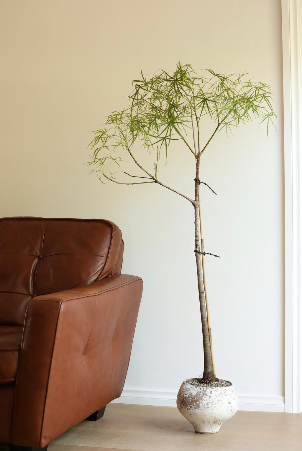 Willow Whisper - Queensland Bottle Tree | 142cm x 75cm