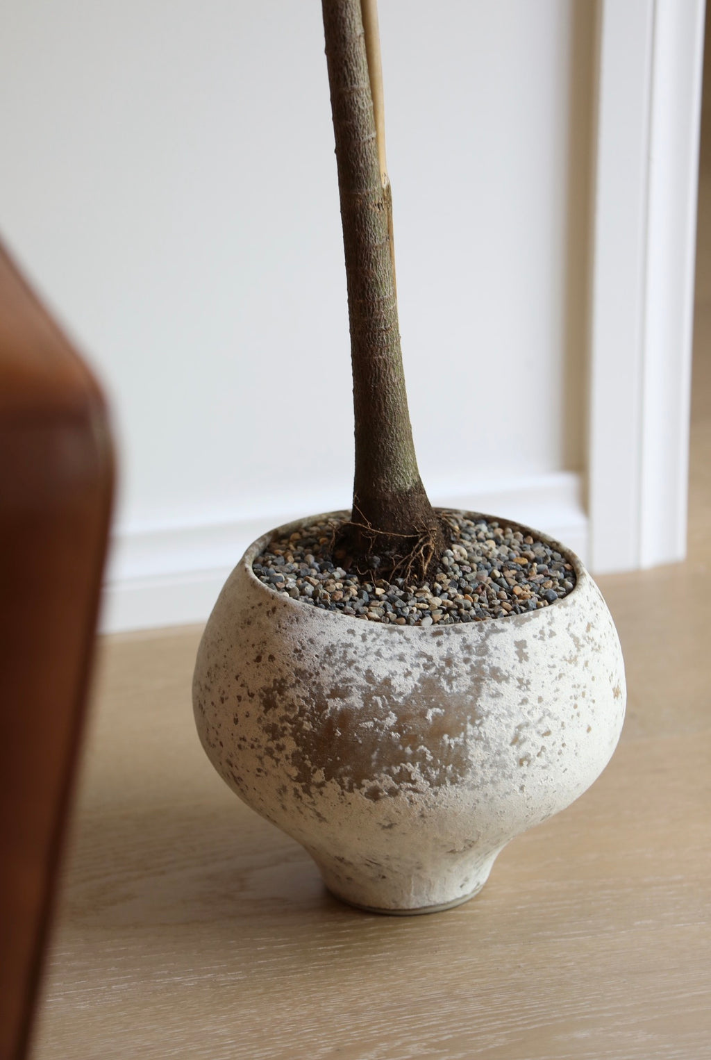 Willow Whisper - Queensland Bottle Tree | 142cm x 75cm