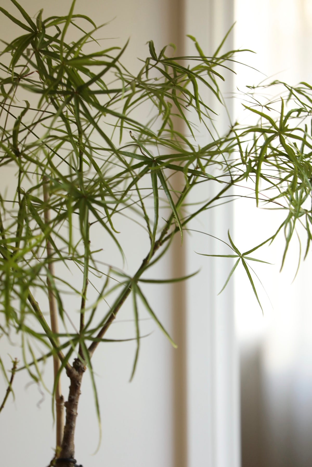 Willow Whisper - Queensland Bottle Tree | 142cm x 75cm