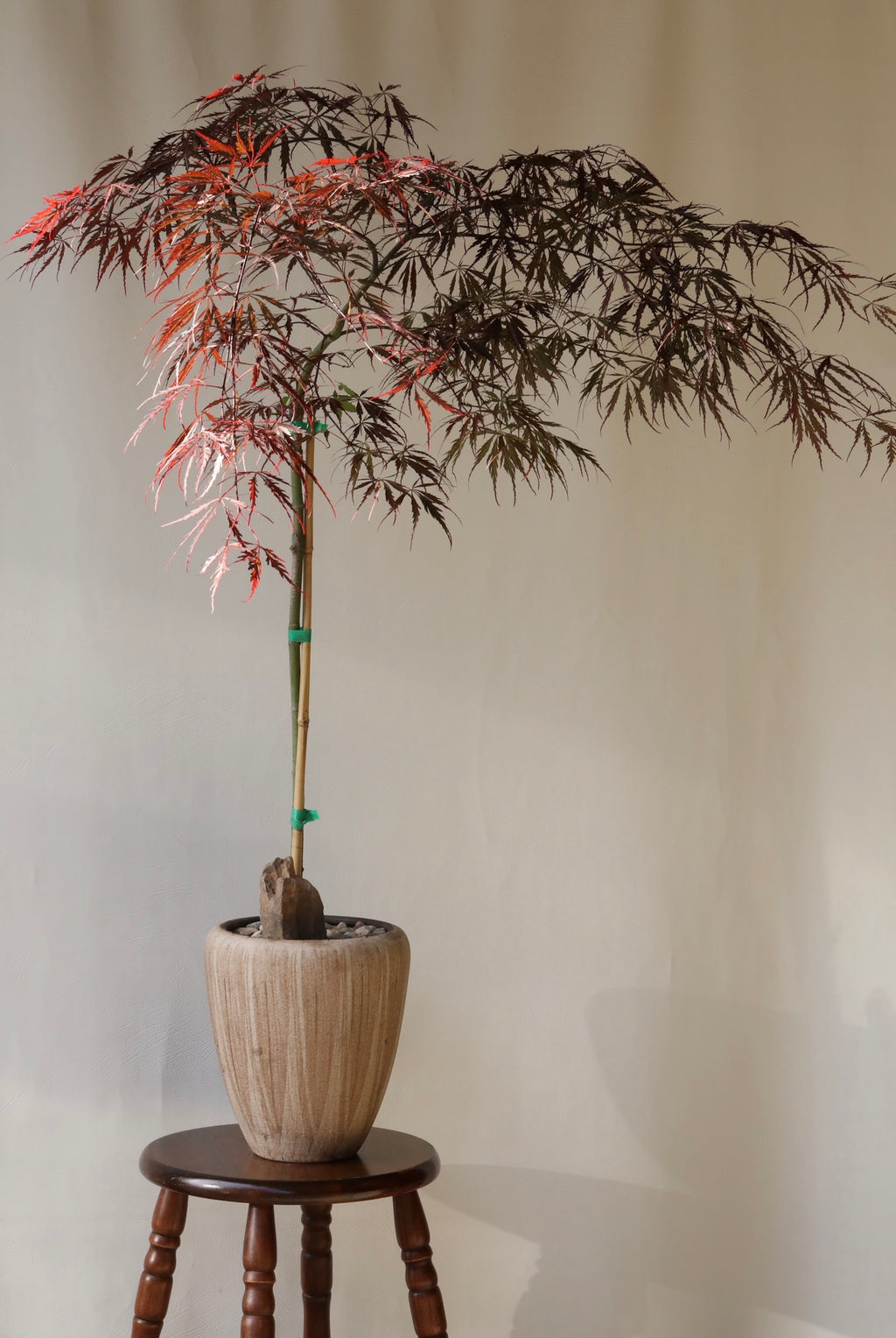 Ruby Veil – Japanese Weeping Maple ‘Inaba Shidare’ | 115cm × 95 cm