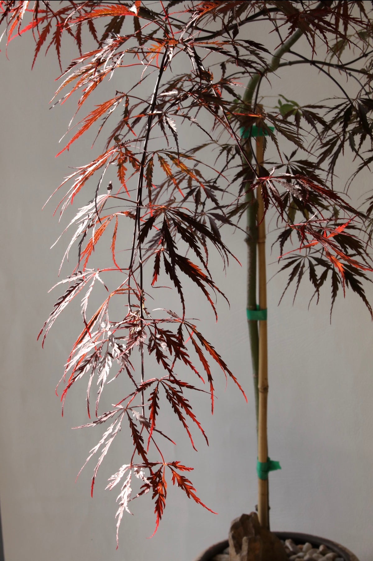 Ruby Veil – Japanese Weeping Maple ‘Inaba Shidare’ | 115cm × 95 cm