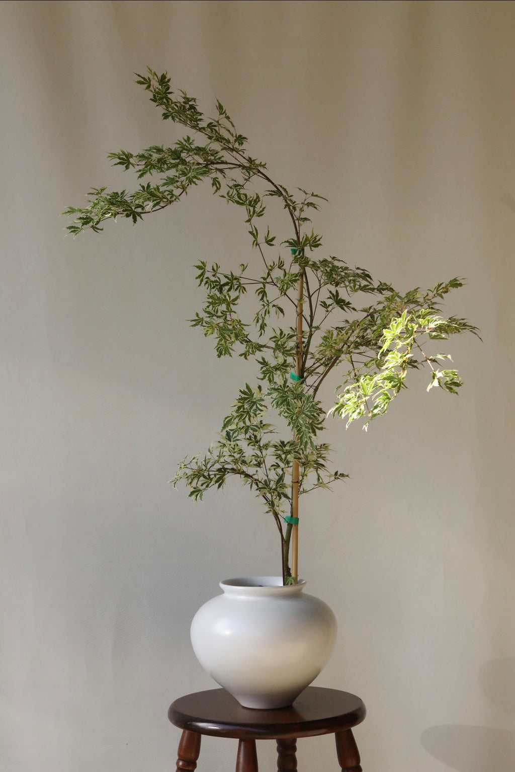 Butterfly Whisper – Japanese Maple ‘Butterfly’ | 106cm × 68 cm