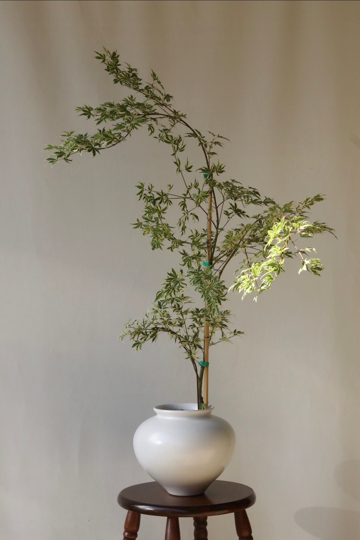Butterfly Whisper – Japanese Maple ‘Butterfly’ | 106cm × 68 cm