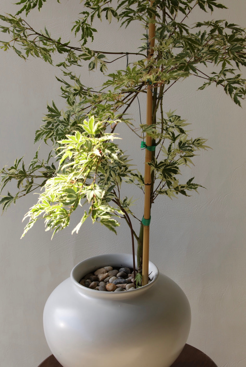 Butterfly Whisper – Japanese Maple ‘Butterfly’ | 106cm × 68 cm