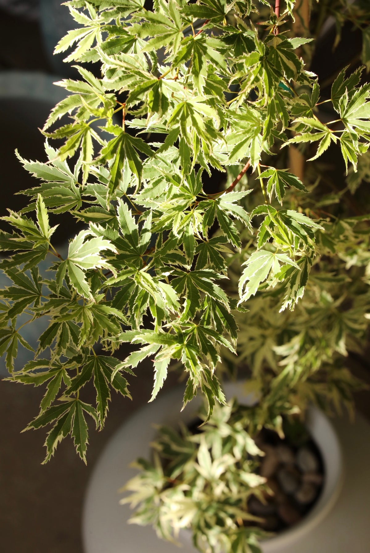 Butterfly Whisper – Japanese Maple ‘Butterfly’ | 106cm × 68 cm