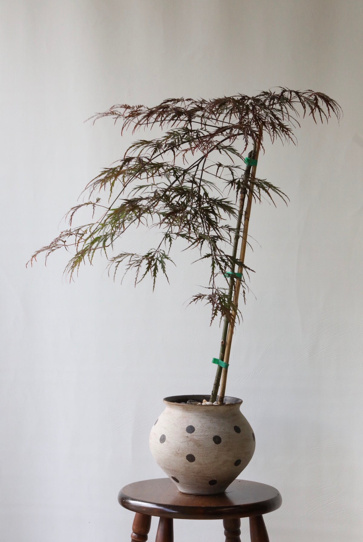 Garnet Whisper – Japanese Maple ‘Atropurpureum Garnet’ | 80cm x 62cm
