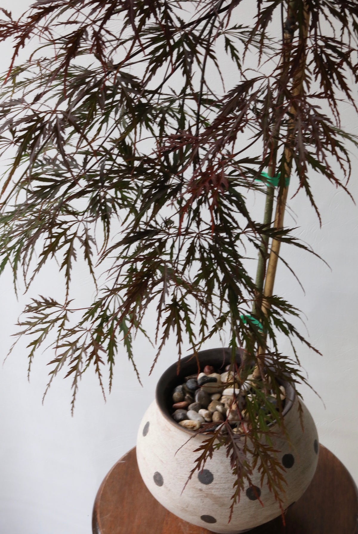 Garnet Whisper – Japanese Maple ‘Atropurpureum Garnet’ | 80cm x 62cm