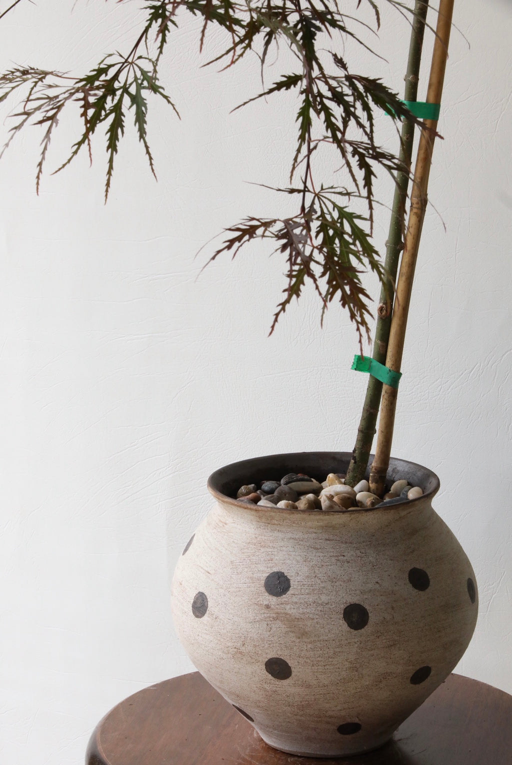 Garnet Whisper – Japanese Maple ‘Atropurpureum Garnet’ | 80cm x 62cm