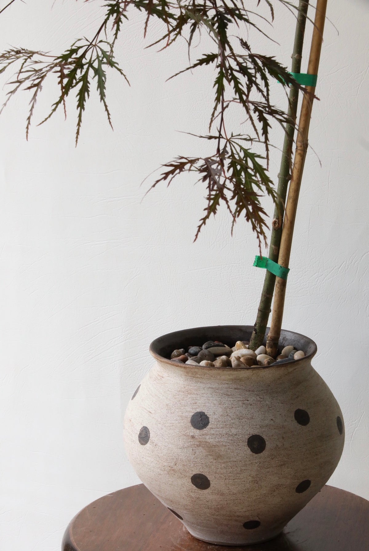 Garnet Whisper – Japanese Maple ‘Atropurpureum Garnet’ | 80cm x 62cm