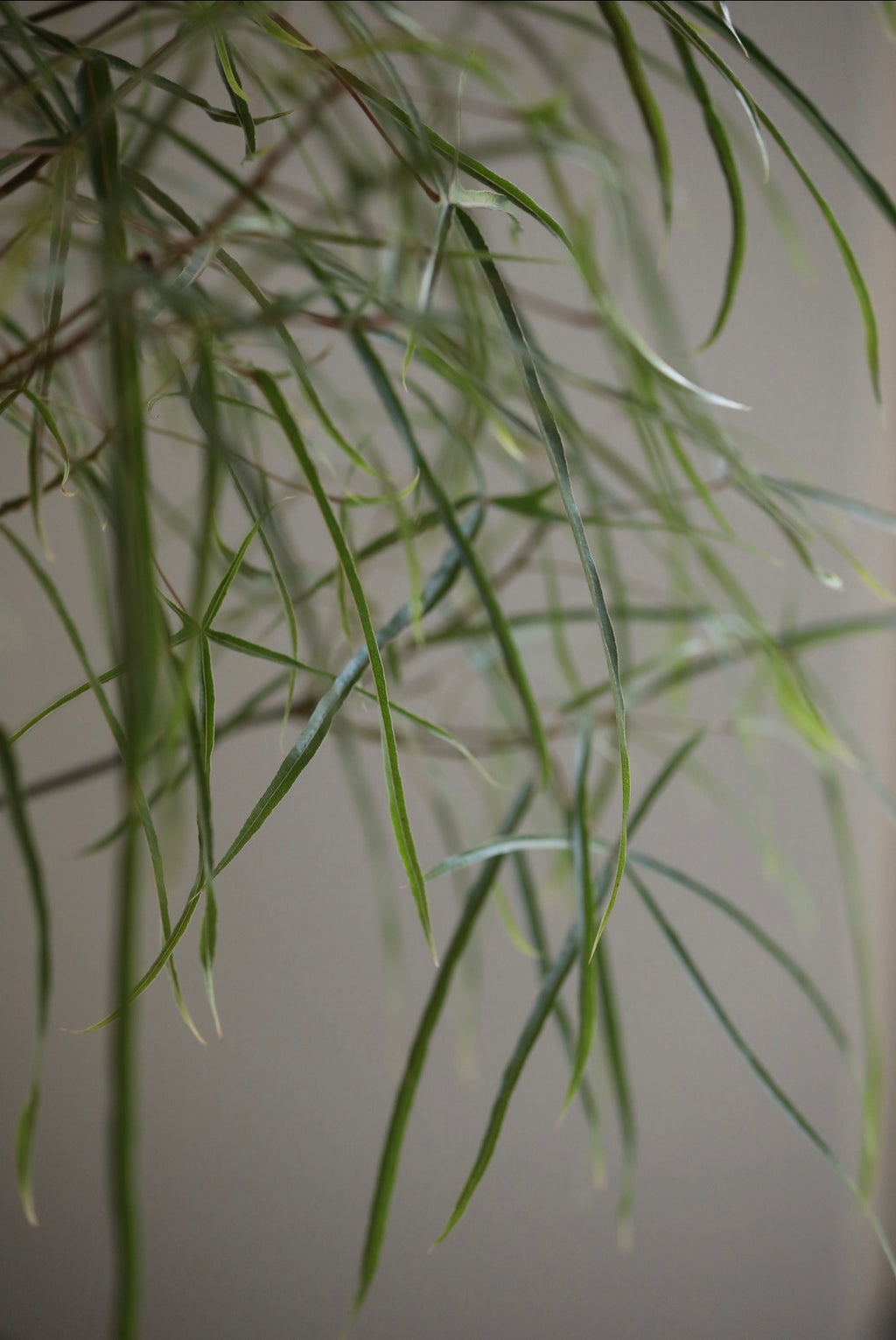 Sky Whisper – Queensland Bottle Tree (Brachychiton rupestris) | 136cm x 62cm