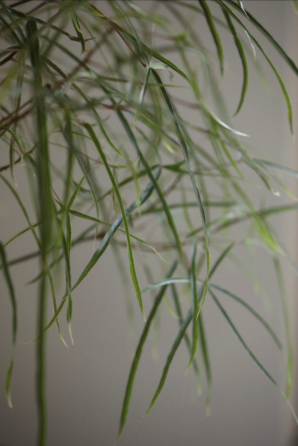 Sky Whisper – Queensland Bottle Tree (Brachychiton rupestris) | 136cm x 62cm