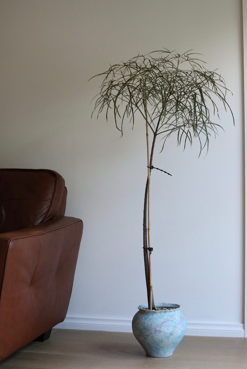 Sky Whisper – Queensland Bottle Tree (Brachychiton rupestris) | 136cm x 62cm