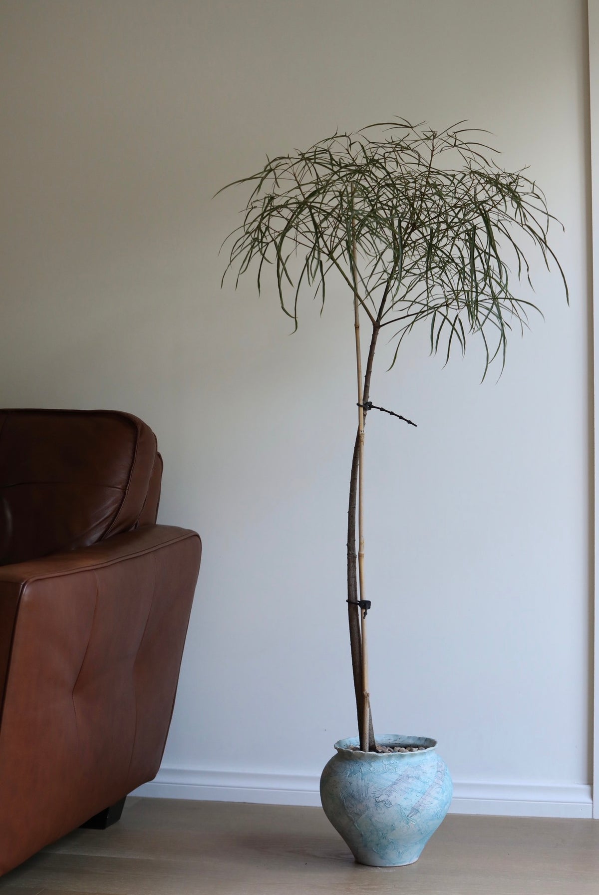 Sky Whisper – Queensland Bottle Tree (Brachychiton rupestris) | 136cm x 62cm