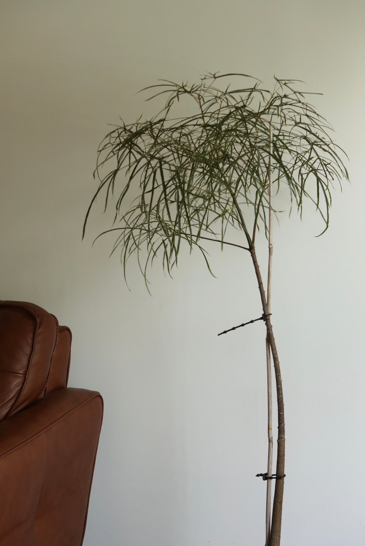 Sky Whisper – Queensland Bottle Tree (Brachychiton rupestris) | 136cm x 62cm