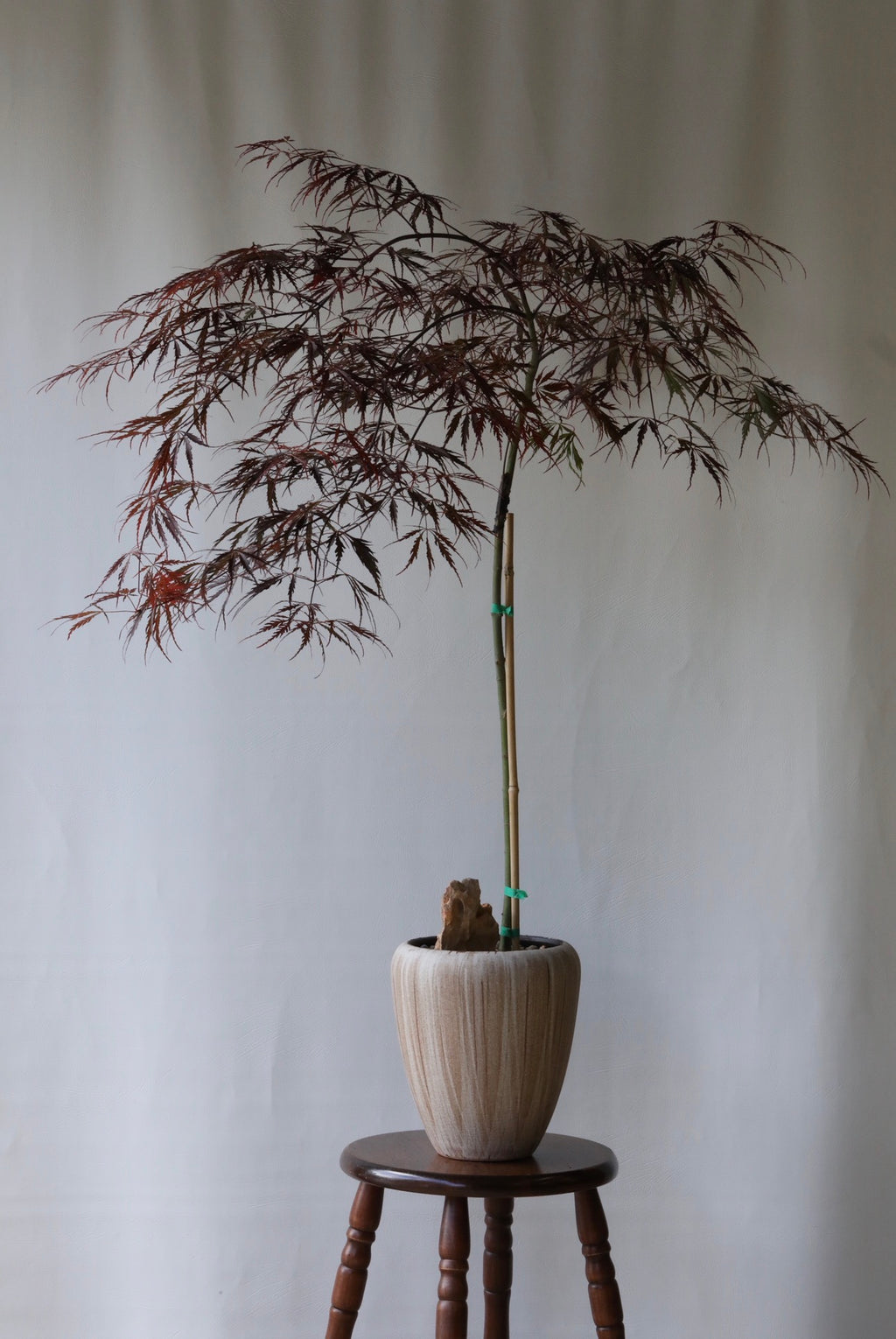Velvet Canopy – Japanese Weeping Maple ‘Inaba Shidare’ 116cm x 106cm
