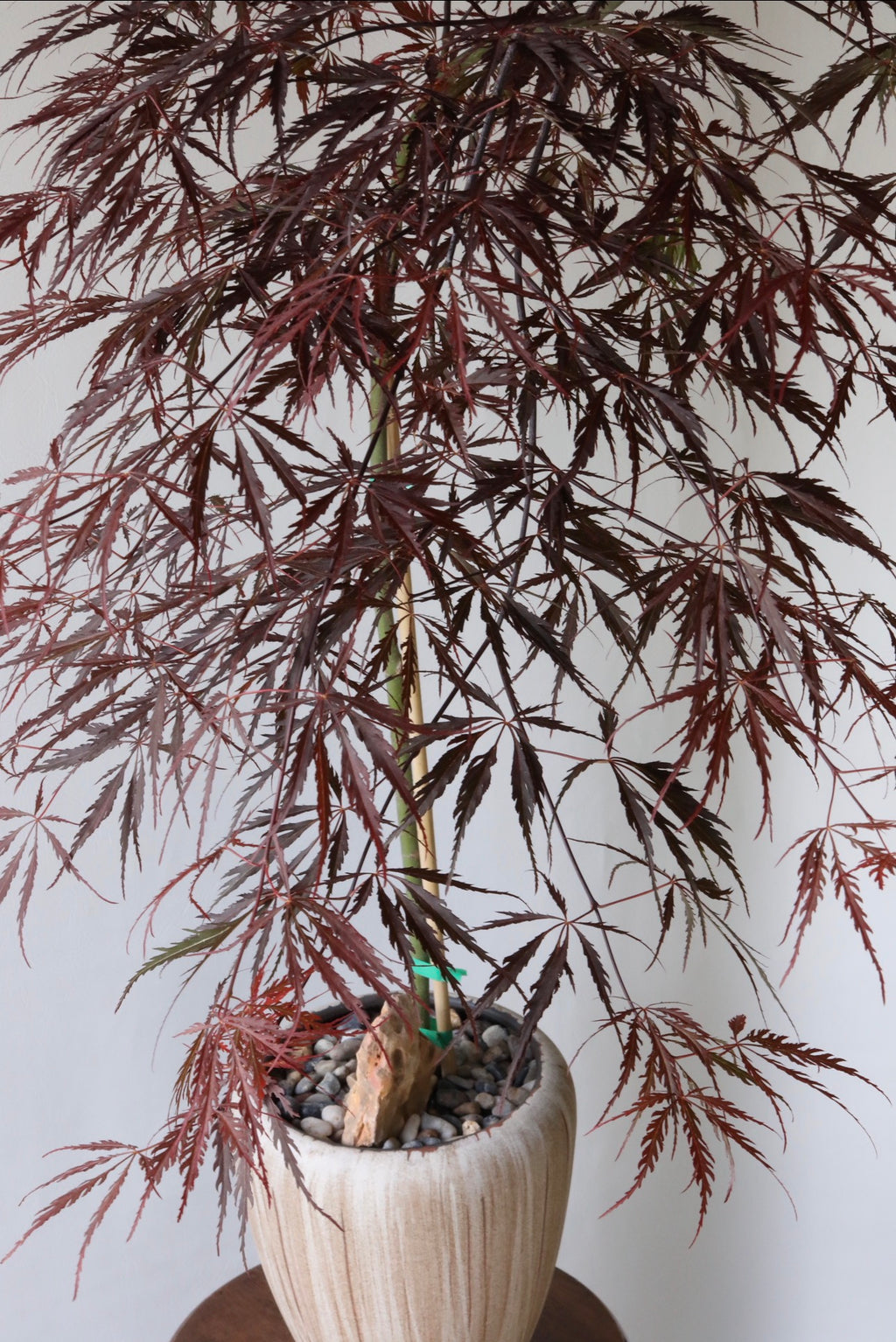 Velvet Canopy – Japanese Weeping Maple ‘Inaba Shidare’ 116cm x 106cm